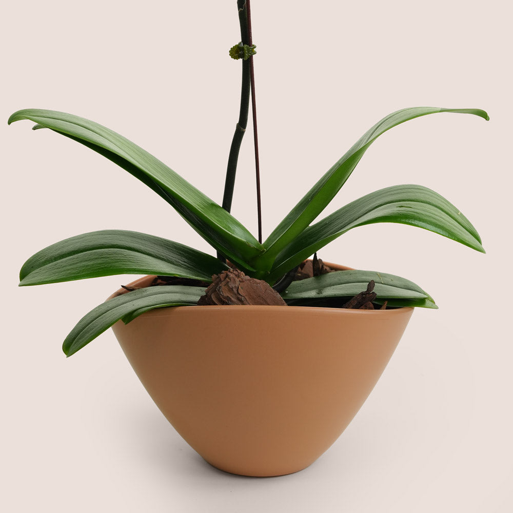 White Phalaenopsis Orchid in Orange Ceramic Vase | Elegant Plant Gift Dubai