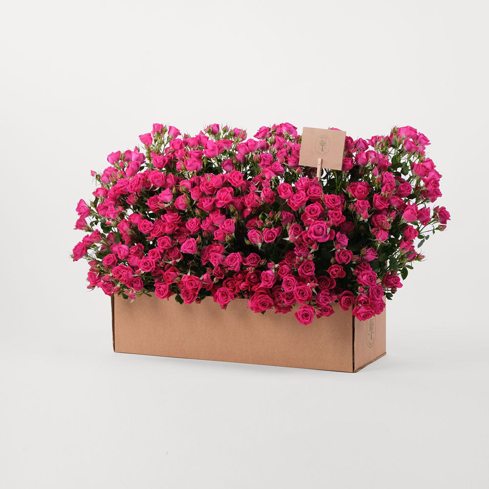 Fuschia Spray Rose Flowers Garden Box