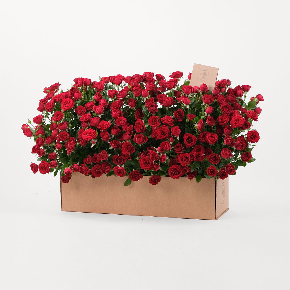Red Spray Rose Flowers Garden Box