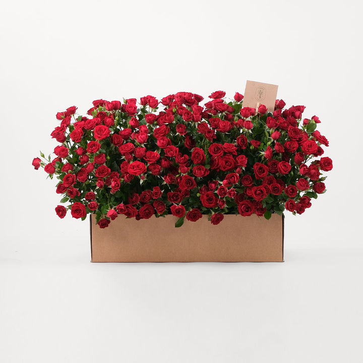 Red Spray Rose Flowers Garden Box