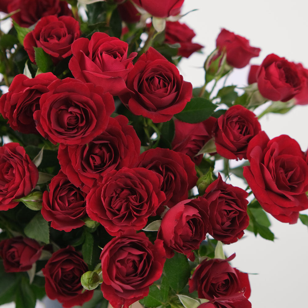 Open Spray Roses Spray Roses Red Flowers Surprise Box TWIGS – TWIGS