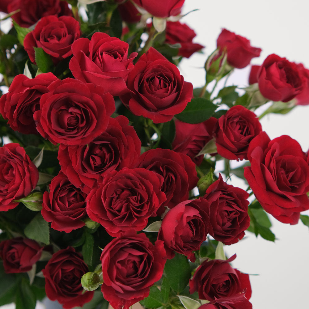 Spray Roses Red Flowers Surprise Box TWIGS