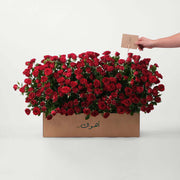 Red Spray Rose Flowers Garden Box