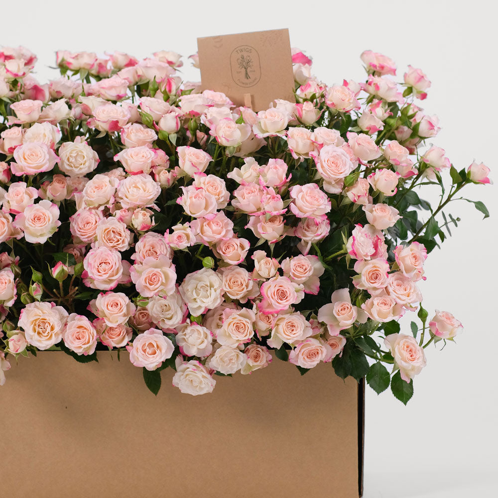 Relex Roses Reflex Spray Rose Flowers Garden Box – TWIGS