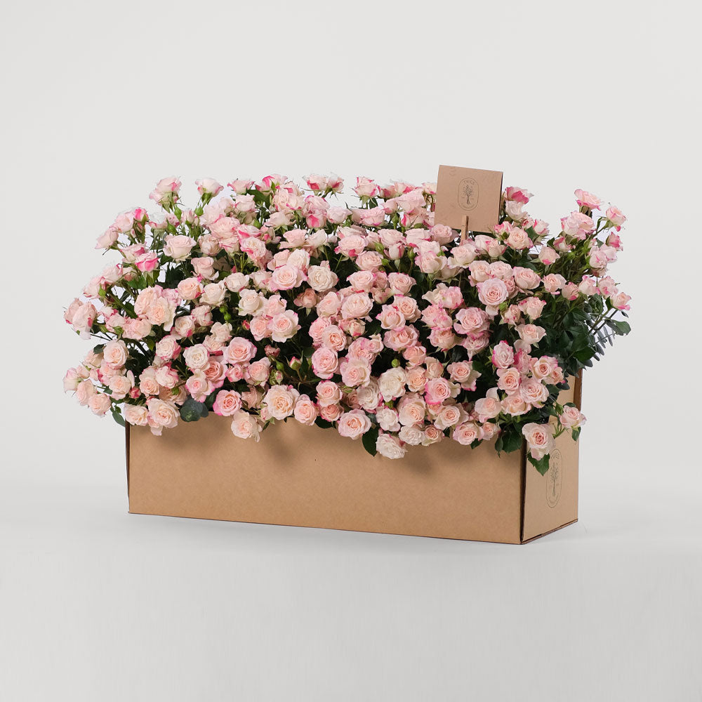 Reflex Spray Rose Flowers Garden Box