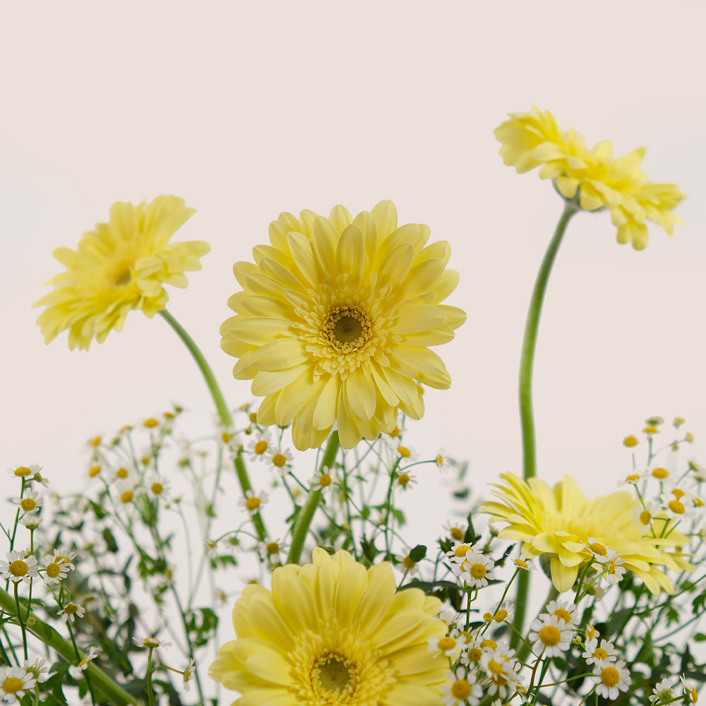 Golden Glow – Gerbera, Chamomile & Balloons Bundle – A Radiant Celebration of Flowers and Festivity