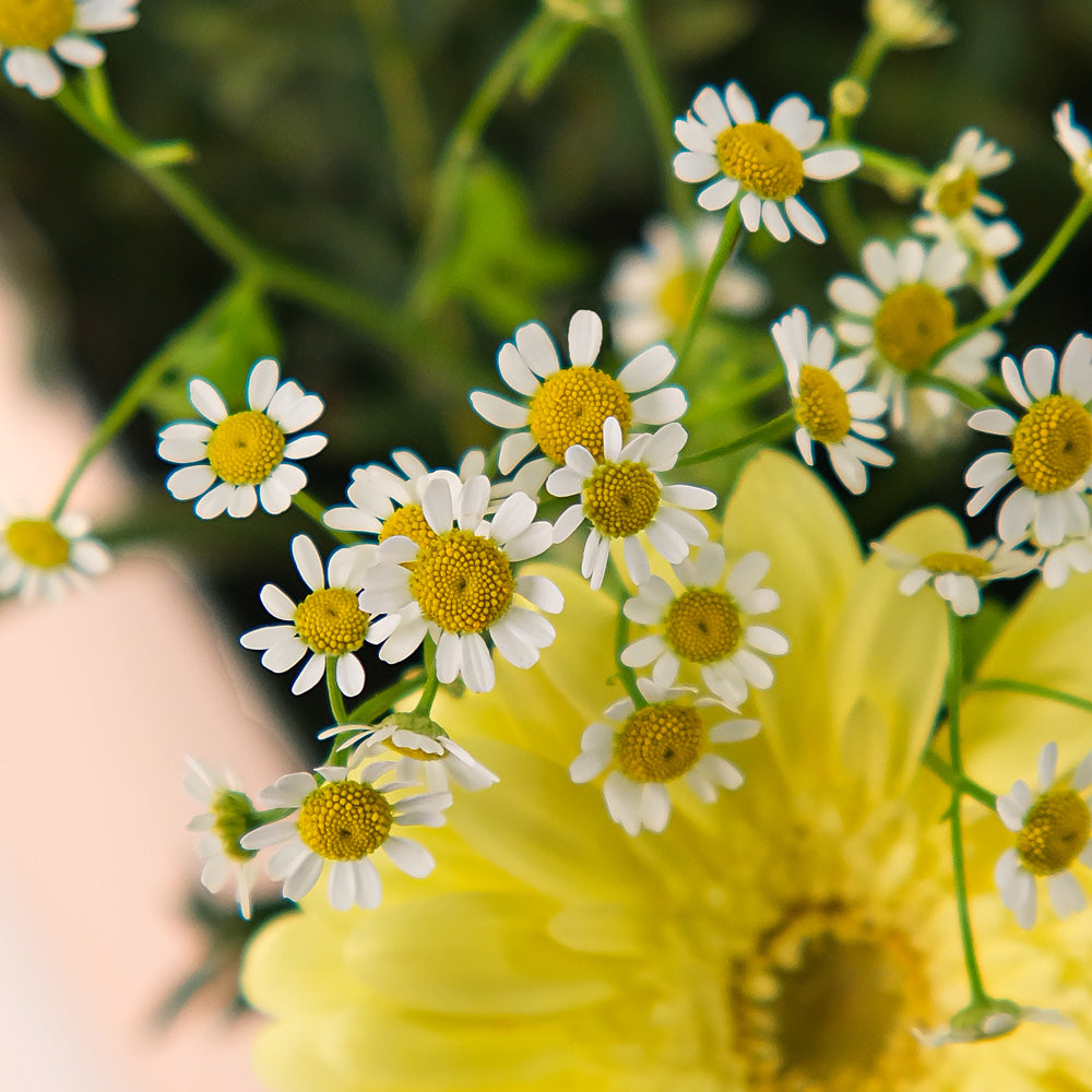 Golden Glow – Gerbera, Chamomile & Balloons Bundle – A Radiant Celebration of Flowers and Festivity