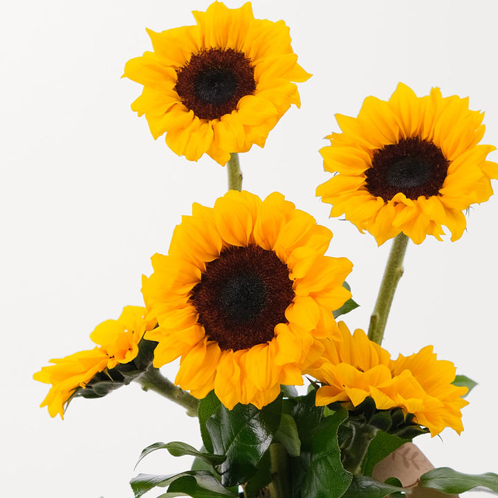 Sunflower Twigs-it Can