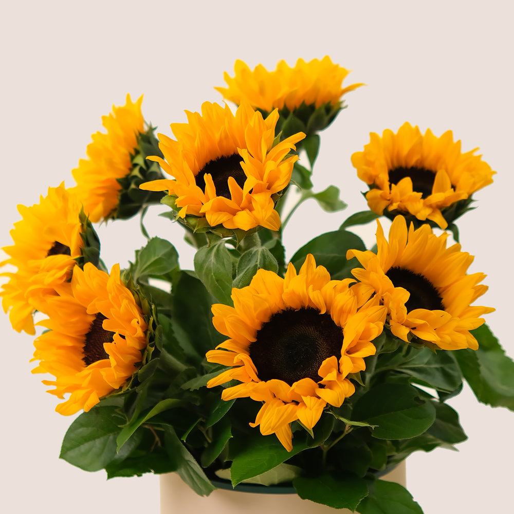 Sunflowers in Deluxe Flower Box – A Radiant Gift with a Heartfelt Message