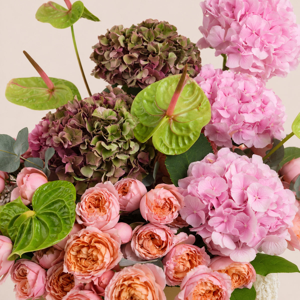 Isadora, a romantic floral arrangement of pink hydrangeas, two toned hydrangeas, Juliet garden roses, and green anthurium leaves in a round TWIGS Gold box.