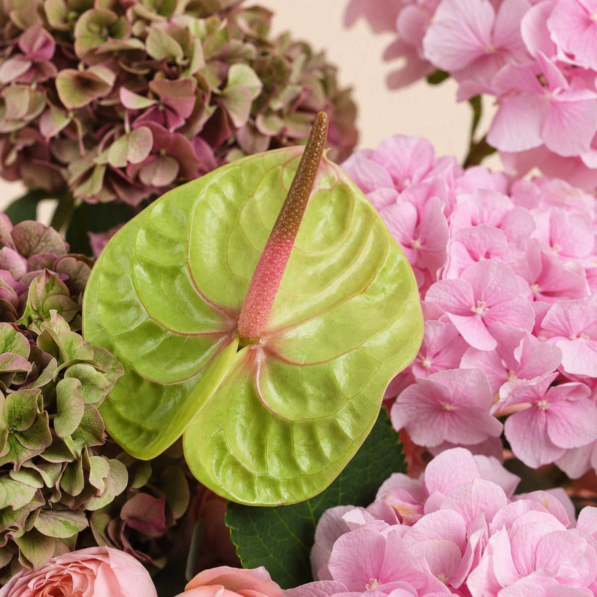 A close-up of a green anthurium flower with a pink spadix surrounded by pink and green hydrangeas.