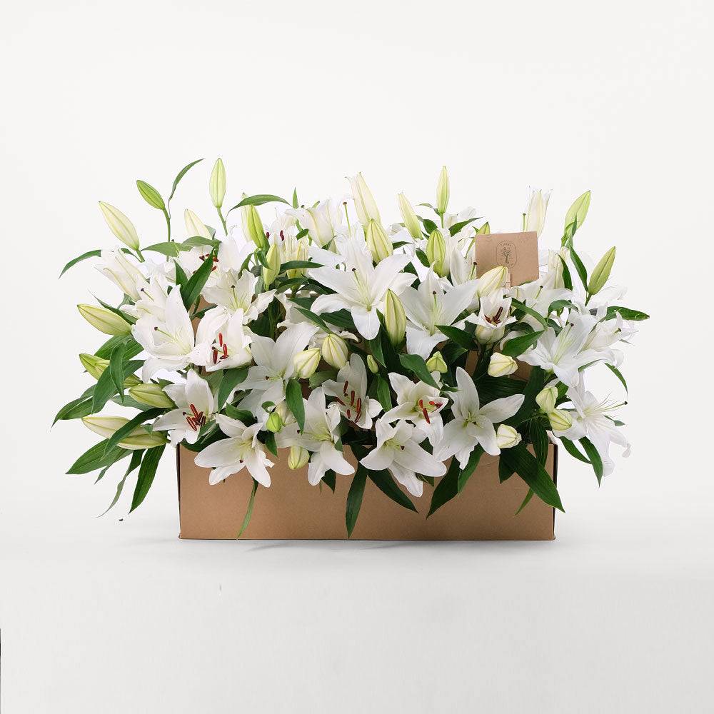 Lilies White Flowers Garden Box