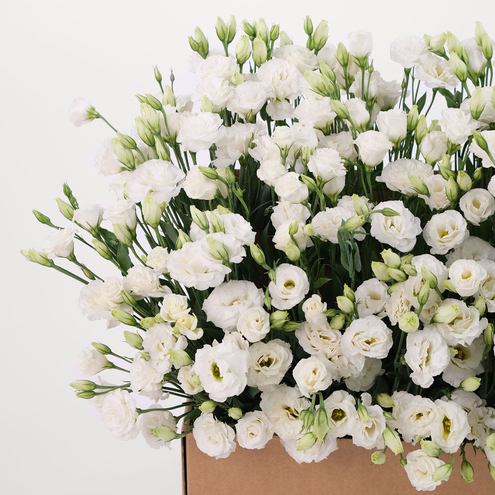 Lisianthus White Flowers Garden Box