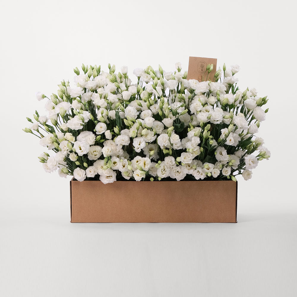 Lisianthus White Flowers Garden Box