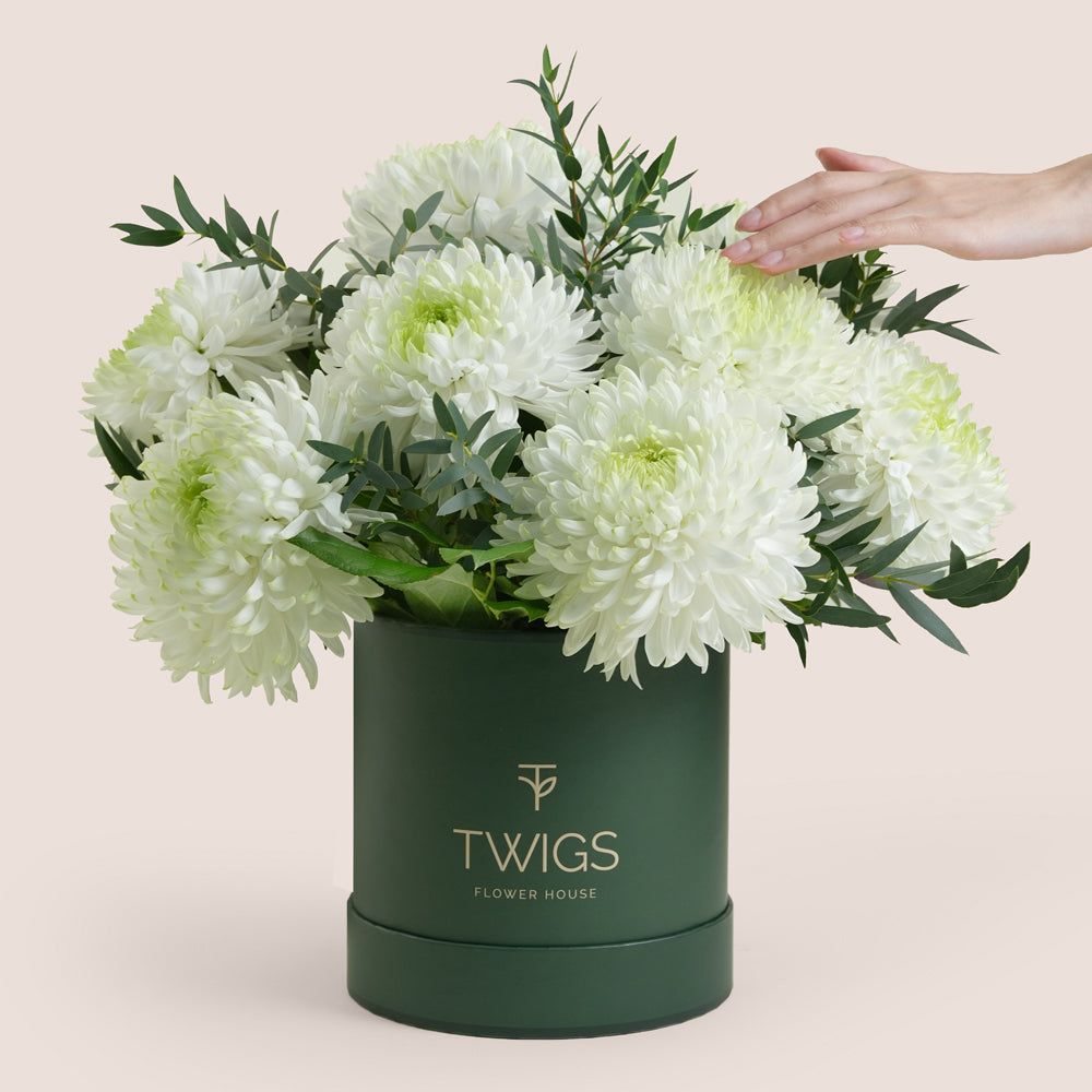 White Magnum Mum chrysanthemums arranged in a green deluxe round flower box by TWIGS Flower House