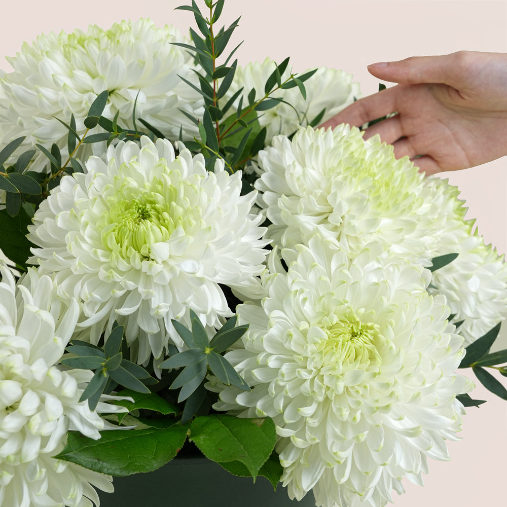 White Chrysanthemums Dubai