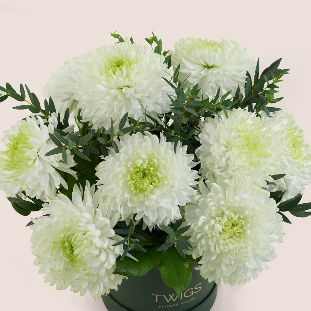 White Magnum Mums in Signature Deluxe Round Flower Box by TWIGS