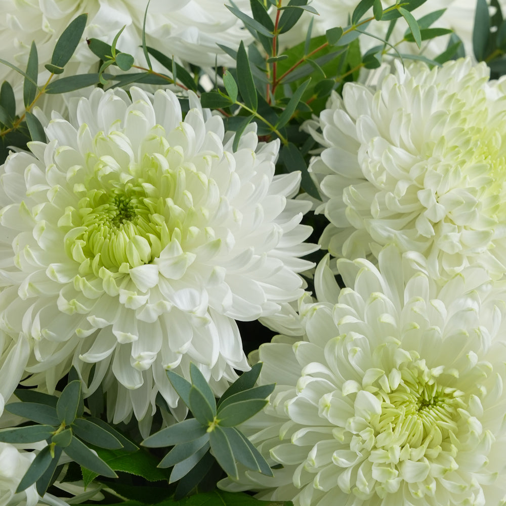 White Magnum Mums in Signature Deluxe Round Flower Box by TWIGS