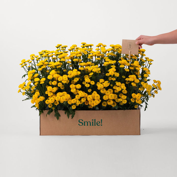 Button Yellow Flowers Garden Box