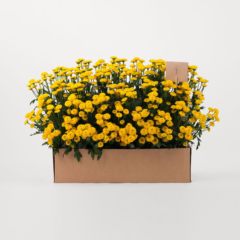 Button Yellow Flowers Garden Box