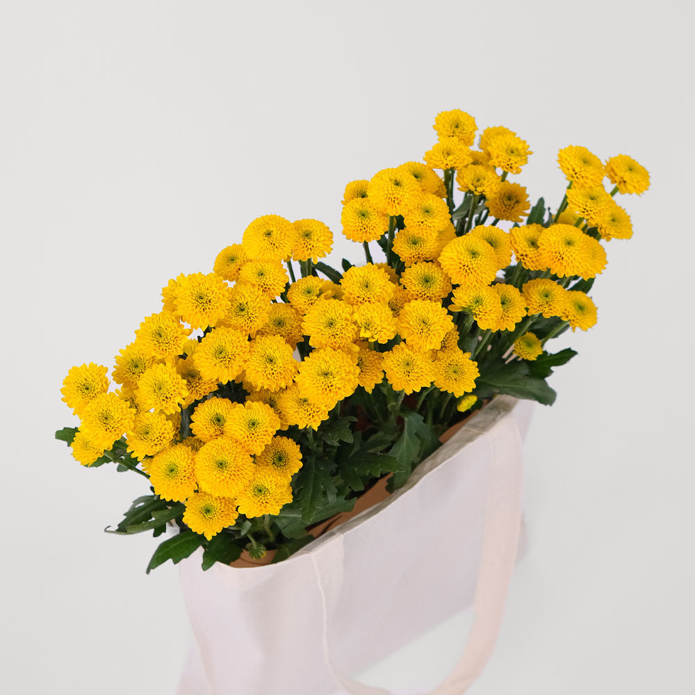 Yellow Button Mums in a Reusable Canvas Tote – Cheerful Blooms for Every Special Moment