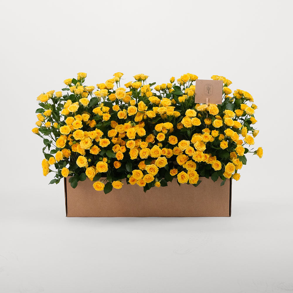 Spray Rose Yellow Flowers Garden Box